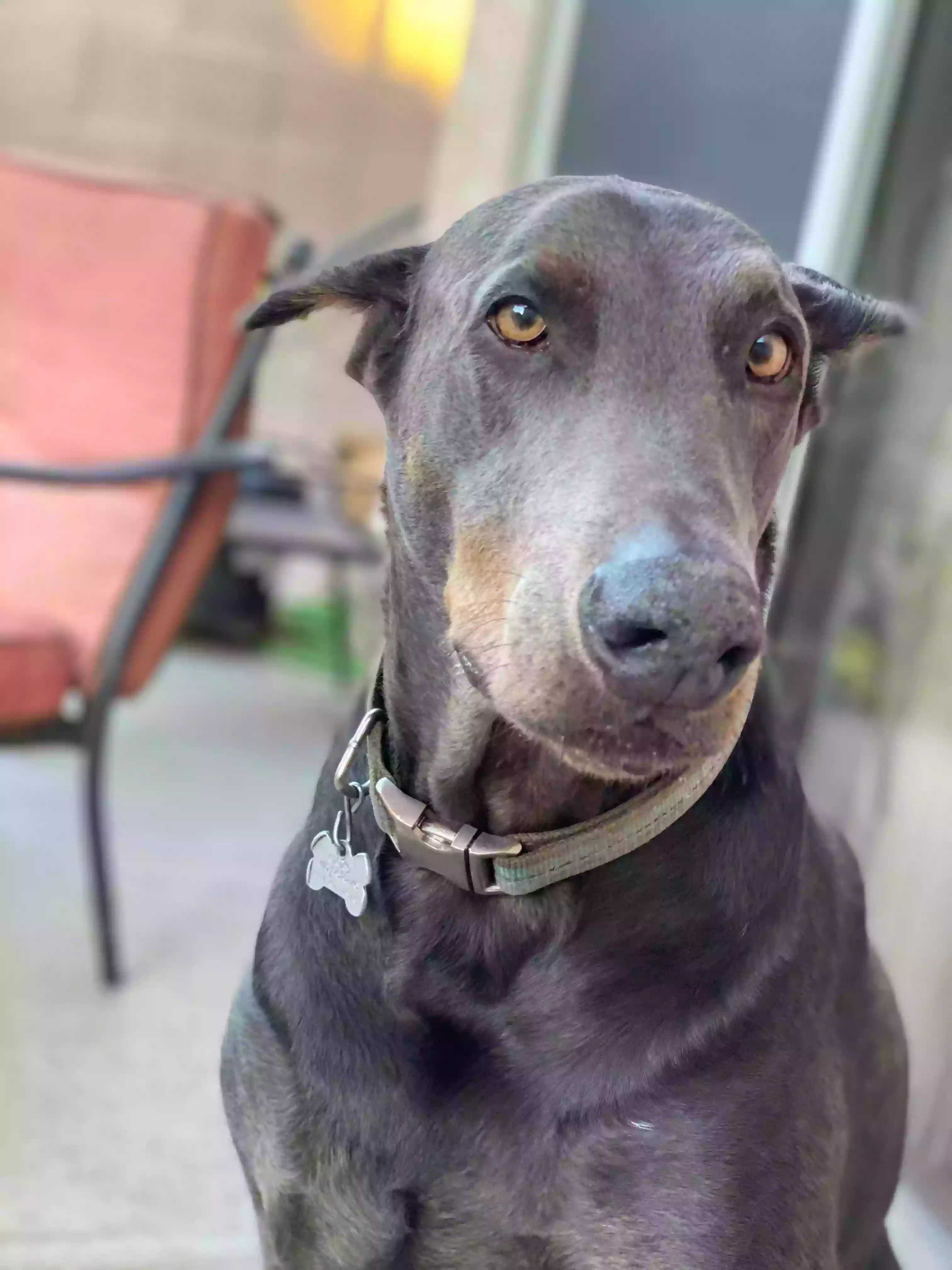 A close up of a dog on a leash